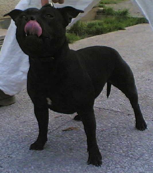 Armanie black angel des gardiens de lady camille