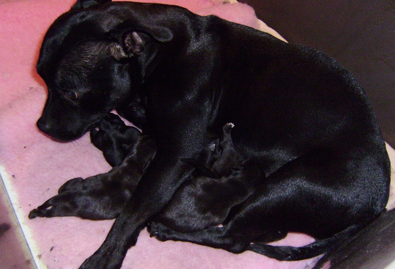 des gardiens de lady camille - Staffordshire Bull Terrier - Portée née le 02/01/2010