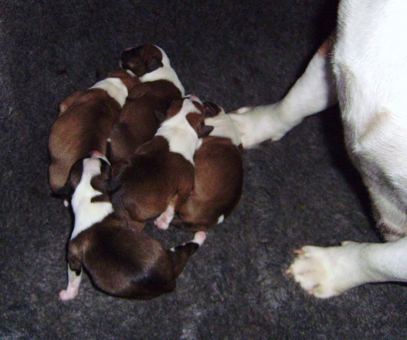 des gardiens de lady camille - Staffordshire Bull Terrier - Portée née le 04/01/2010